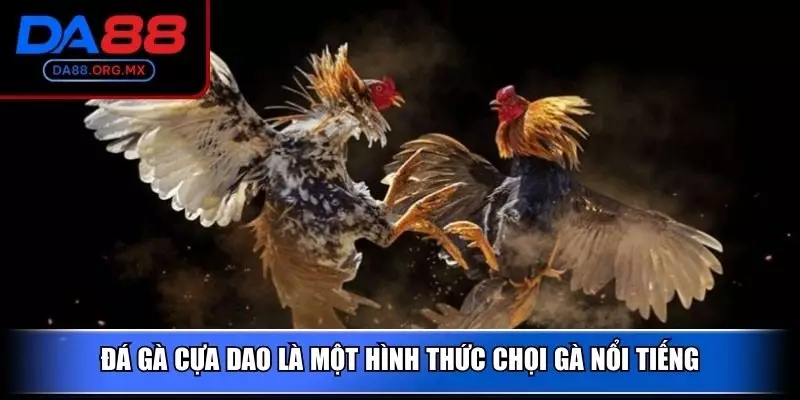 Đá gà cựa dao là một hình thức chọi gà nổi tiếng